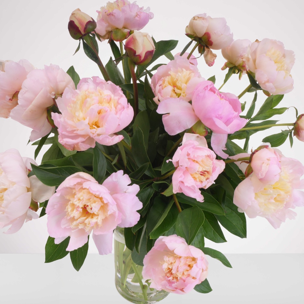 אגד פיוני (אדמוניות) – תמונה 4