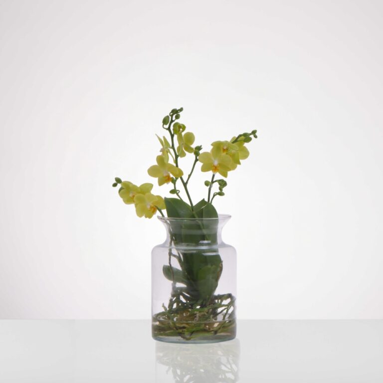 סחלב טרריום צהוב