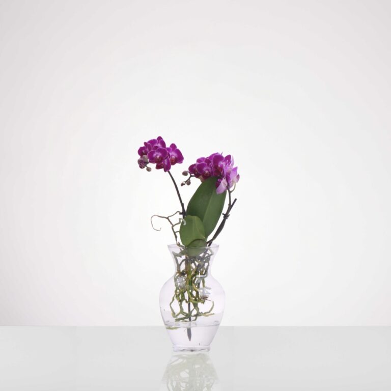 סחלב טרריום מיני- סגול