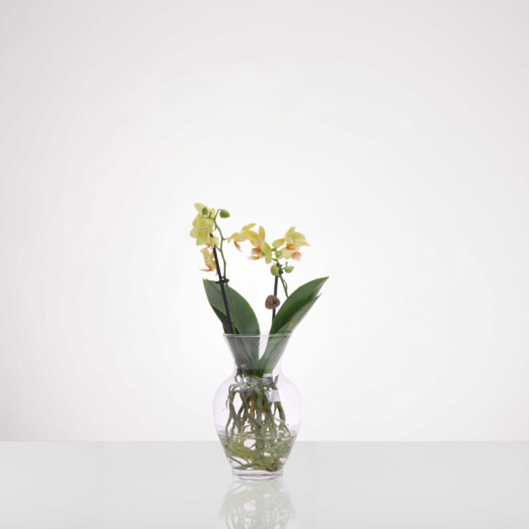 סחלב טרריום מיני- צהוב